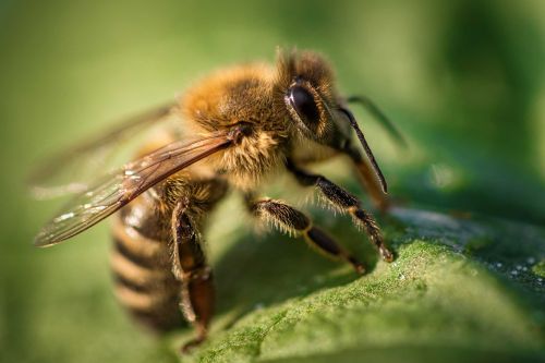 Une abeille