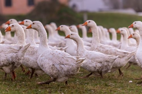 Canards Influenza aviaire